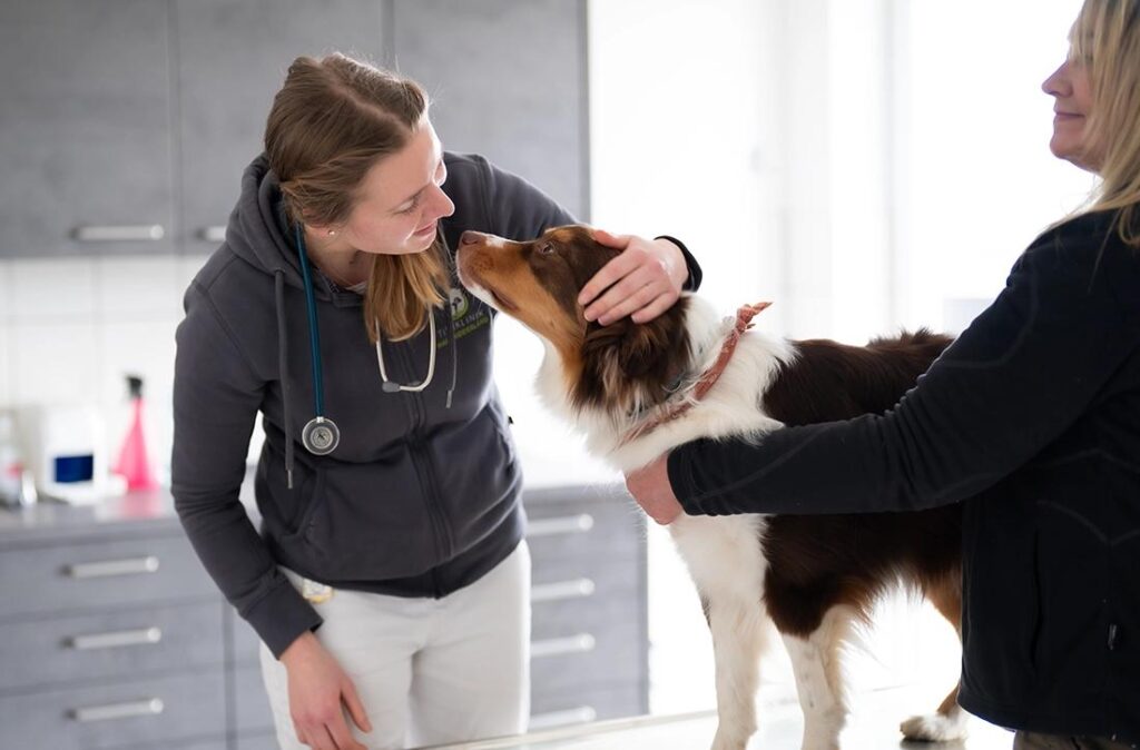 Congé pour animal malade : l’Italie ouvre-t-elle un nouveau droit pour les salariés ?