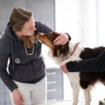 Propriétaire accompagnant son chien pour un examen vétérinaire
