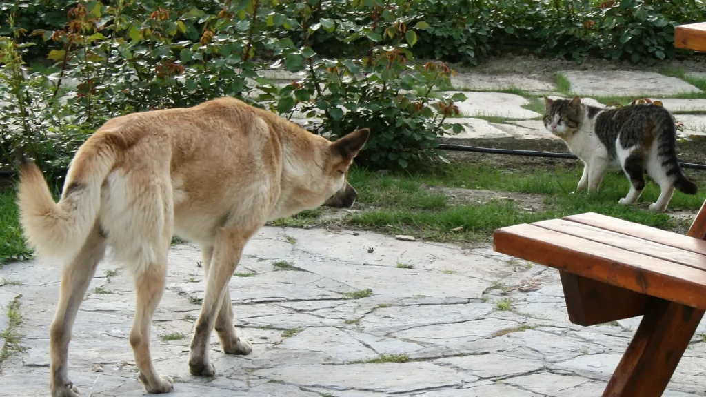 Un chien beige face à un chat tigré et blanc dans un jardin.