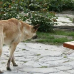 Un chien beige face à un chat tigré et blanc dans un jardin.