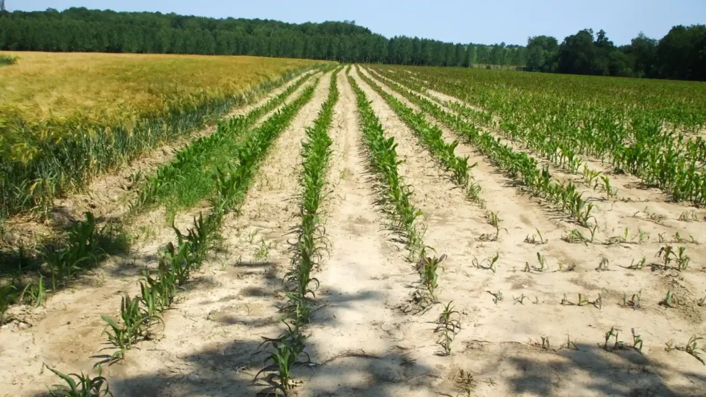 Récolte de maïs 2026 : une chute historique de près de 50 %