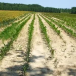 Champ de maïs en Haute-Marne : rangs de jeunes plants chétifs sur un sol sec et sablonneux, à côté d'une parcelle de céréales