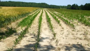 Champ de maïs en Haute-Marne : rangs de jeunes plants chétifs sur un sol sec et sablonneux, à côté d'une parcelle de céréales